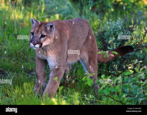 A Large Mountain Lion Stalking His Prey Stock Photo Alamy