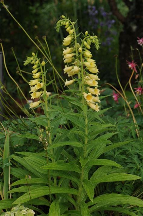 It should be considered when the pulse is abnormally slow and digitalis will be indicated if you have been told by the patient that when the problem started (whether. Digitalis davisiana | Lewis Cottage Plants