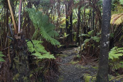 Free Stock Photo Of Pathway At Hawaiian Tropical Rainforest