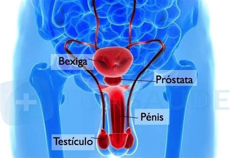 Vier zentimeter große walnussförmige wachstum und funktion der prostata werden vom männlichen geschlechtshormon testosteron. Alterações da próstata: sintomas, diagnóstico e tratamento
