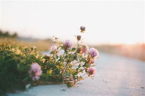 Naturey Moments Instagram Lush Beauty Flowers