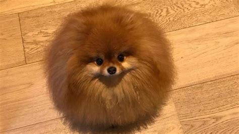 Pomeranian Boo Hakkında Bilgi Pets Lovers