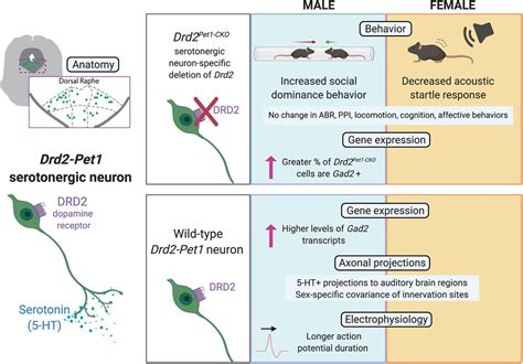 Sex Specific Role For Dopamine Receptor D2 In Dorsal Raphe Serotonergic Neuron Modulation Of