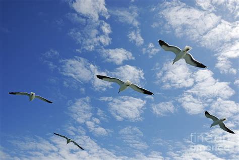 Flying in the sky, rocca massima. Flock Of Five Seagulls Flying In The Sky Photograph by ...