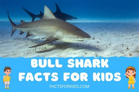 14 Bull Shark Facts For Kids That Will Terrify You Facts For Kids