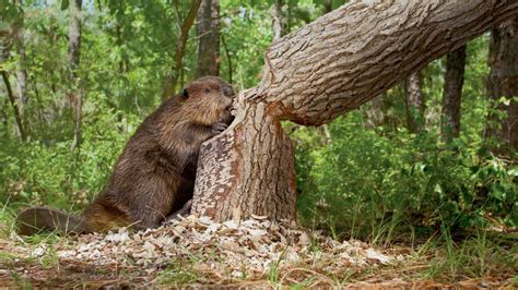 Beaver Control - Master Wildlife Control