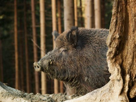 Head Of Euroasian Wild Pig Sus Scrofa In Autumn Forest Stock Photo