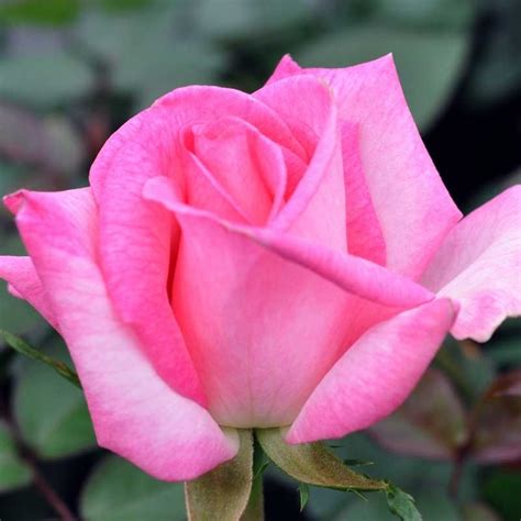 Pink Promise Hybrid Tea Roses Rose Rose Nursery