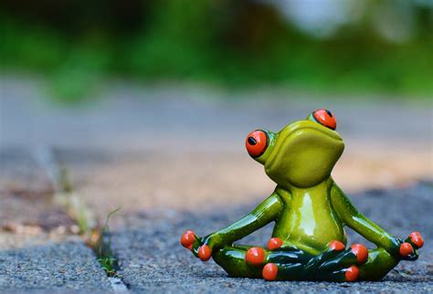 Yoga Frog Relaxed · Free Photo On Pixabay