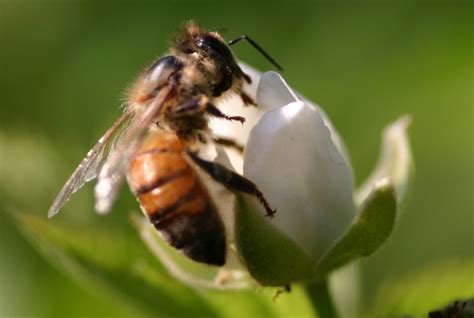 The Buzz On Bee Pesticides Australia Should Consider A Ban