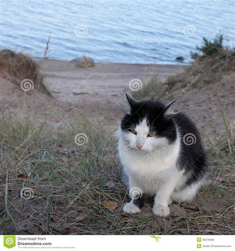 Heading away and don't have anyone to look after your pet? Cat sit on a sandy beach stock photo. Image of watching ...