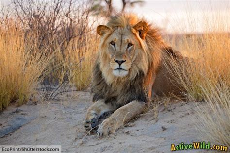 Facts About Lions For Kids. Lion Information, Images & More