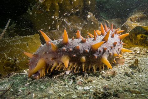 Is The Lowly Sea Cucumber The New Superhero Of Sustainable Aquaculture