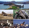 Islas Galápagos | Galapagos, Ecuador, Animals