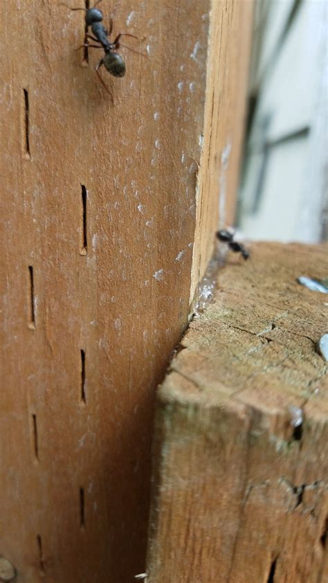 How much does carpenter ant control cost? Carpenter ants extermination cost | Carpenter ant, Pest ...