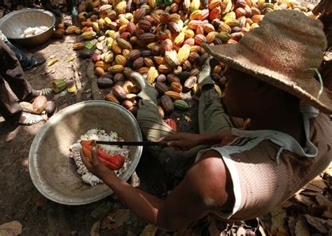 Forced Labour In Cocoa Ici Cocoa Initiative