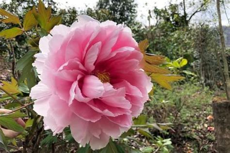 Selbst wenn die schnittflächen sauber aussehen, können sich dennoch bakterien, viren und pilzsporen darauf befinden, die über den weg der schnittwunden in die pflanzenbahnen gelangen. Pfingstrosen - pflanzen, pflegen, Standort | Pfingstrosen ...