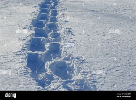 Fresh Snowshoe Tracks Quebeccanada Stock Photo Alamy