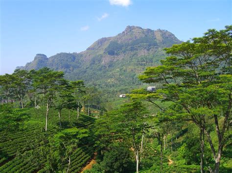 Pidurutalagala Is The Highest Mountain In Sri Lanka Near Nuwara Eliya