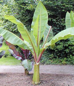 These mini banana plant are customizable and available in all plant varieties. Banana tree, Hardy : buy Banana tree, Hardy / Musa basjoo ...