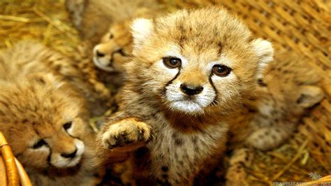 Cute Baby Animal Pictures Wallpapers Wallpaper Cave