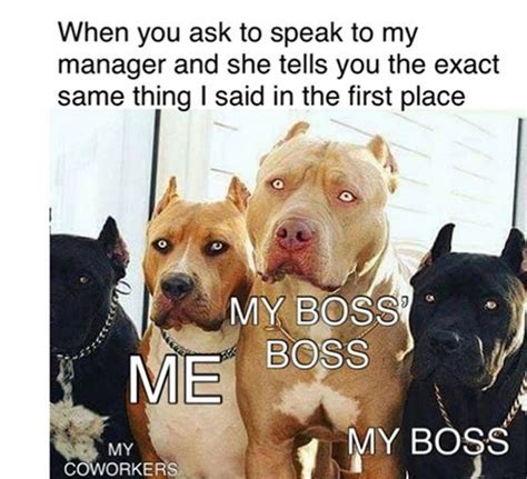 The 15 Funniest Pitbull Memes Of The Week Page 3 Of 3 Petpress