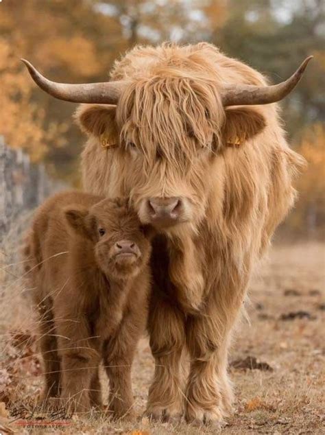 Blonde Highland Cow And Her Cute Fluffy Calf So Sweet Cute Baby Cow