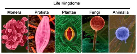 Cells found in different tissues will have different characteristics based on their function. The Cell World: Cell Types
