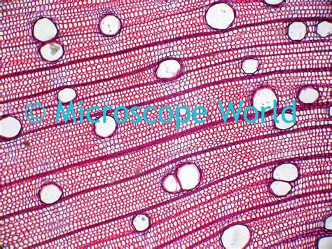 Aug 20, 2018 · structure of cell the detailed structure of a cell has been studied under compound microscope and electron microscope. Microscope World Blog: Paulownia Wood Under Microscope