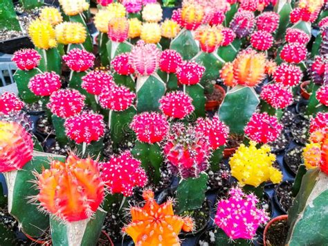 His cacti are green and segmented some with red bulbs on top. Beauty Thorn Cactus Pink Red And Yellow Vivid Color ...