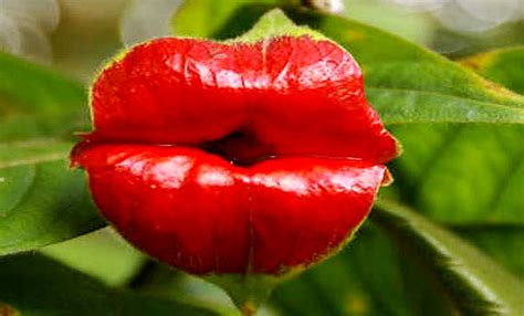 25 Unusual Flowers That Looks Like Something Else Hot Lips Plant