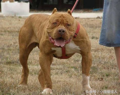 世界公認最強猛犬，周身肌肉群戰鬥力爆棚，東方神犬都被它秒殺 每日頭條
