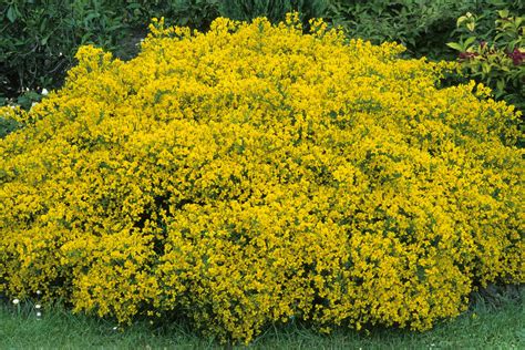 Yellow Flowering Shrub March How To Plant Grow And Care For Shrubs