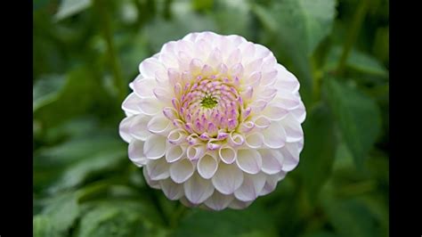 A group strictly for beautiful flower photography. The Beauty Of Dahlia Flower For Your Garden - YouTube