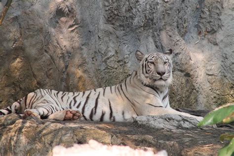 a (mostly) white tiger - ZooChat