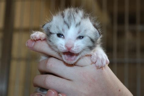 Meow Kitten Cute Cats Newborn Kittens Kittens And Puppies