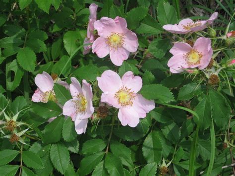 Prairie Places Wild Prairie Roses