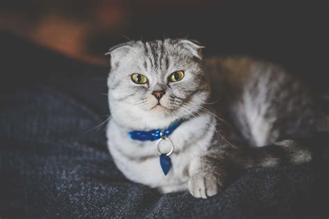 10 Affectionate Cat Breeds Youll Fall In Love With 2022