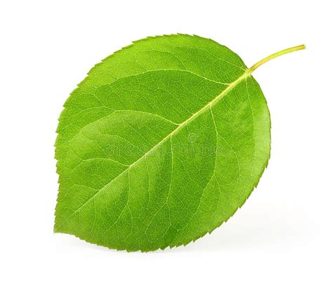 Apple Leaf Isolated Stock Photo Image Of Shape Natural 56631026