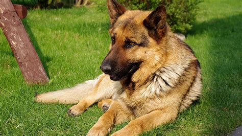 German Shepherd Dogs Barking Royalty