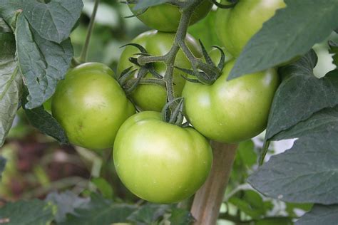 Complete Guide To Tomato Varieties And How To Use Them Farm Flavor