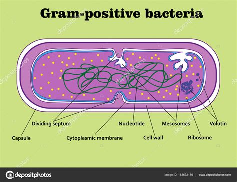 Estructura Bacteria Grampositiva Vector Gráfico Vectorial © Sandro
