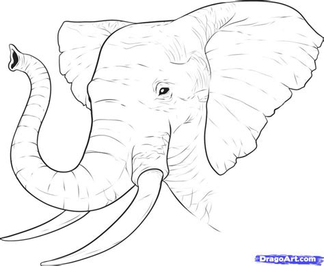 Side View Of Elephant Drawing At Getdrawings Free Download