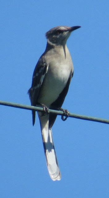 Northern Mockingbird Species New World Thrasher