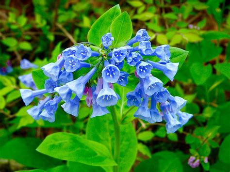 1989 Virginia Bluebells Mertensia Virginica Vnps