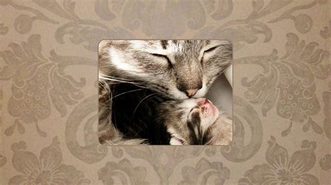 Kitty Kiss Cat Kitten Cats Kiss Hd Wallpaper Peakpx