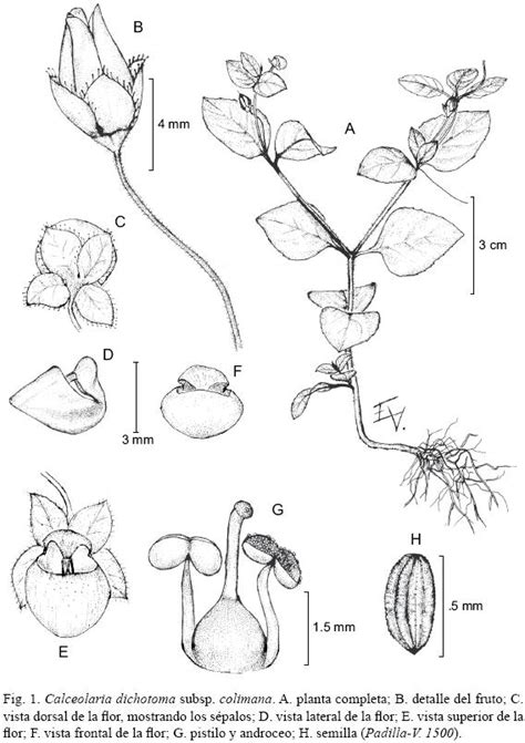 Calceolaria Dichotoma Subsp Colimana Calceolariaceae Una Subespecie