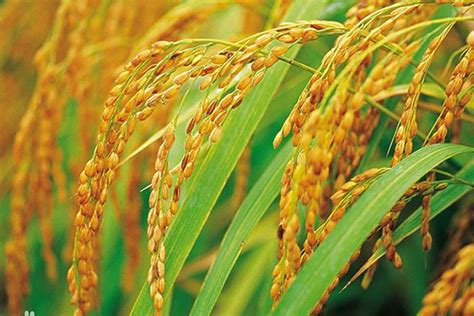 Chinese Scientists Manage To Revive Whats Best In Hybrid Rice To Make