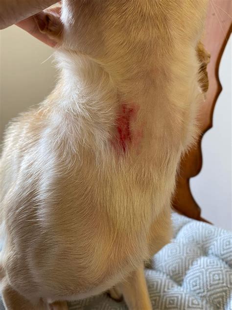 Small Blood Spot On Dogs Iris Raskvet