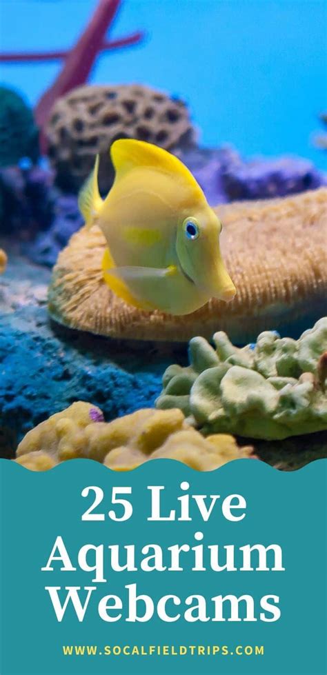 25 Live Aquarium Webcams For Homeschooling Socal Field Trips